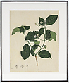 Botanical Study of Indian Mulberry (Morinda citrifolia), Opaque watercolor on paper